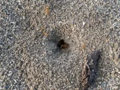 Brick Honeypot Ant thumbnail 2