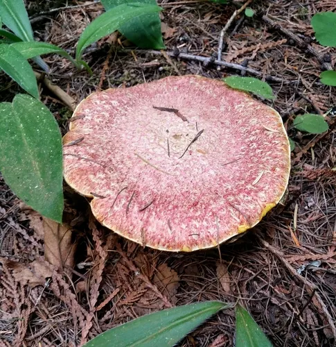 Rosy Larch Bolete