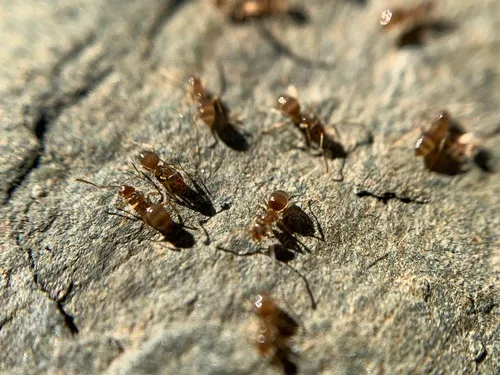 Northern Crazy Ant