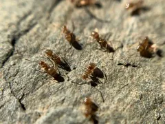 Northern Crazy Ant thumbnail 1