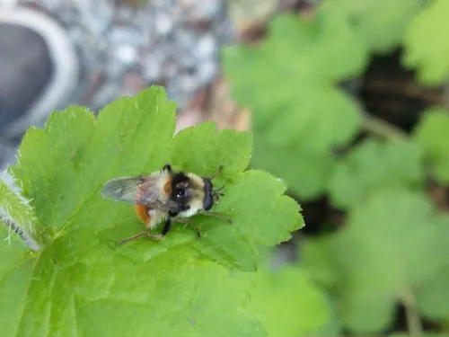Coquillett's Bumble Fly