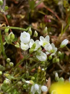 California sandwort thumbnail 3