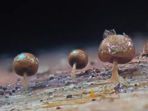 Prototrichia metallica