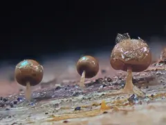 Prototrichia metallica thumbnail 1