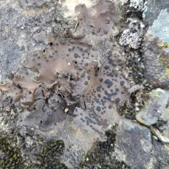 Emery Rocktripe Lichen thumbnail 2