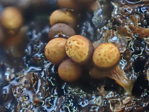 Trichia sordida