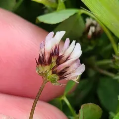 white-tipped clover thumbnail 3