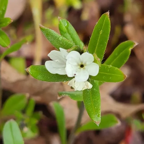 corn gromwell