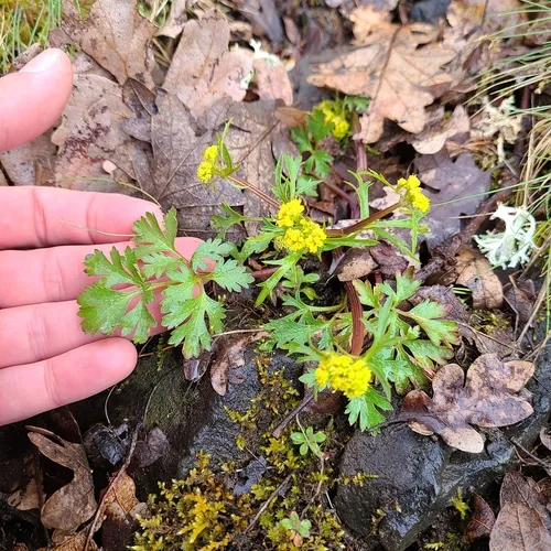 northern sanicle
