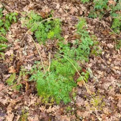 Fernleaf Biscuitroot thumbnail 3
