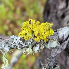 Brown-eyed Sunshine Lichen thumbnail 2