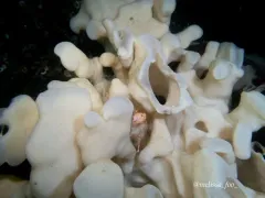 Cloud sponge thumbnail 3