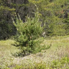 Jack pine thumbnail 4