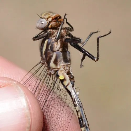 Dusky Clubtail