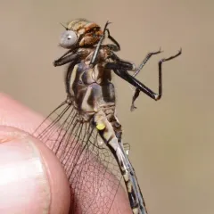 Dusky Clubtail thumbnail 1