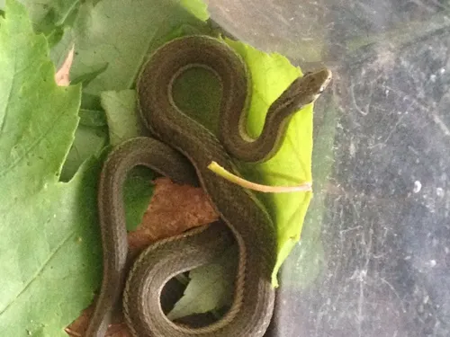 Short-headed Garter Snake