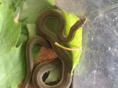 Short-headed Garter Snake thumbnail 1