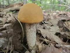 Orange Birch Bolete thumbnail 2