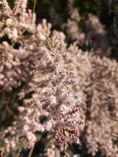 small-flowered tamarisk thumbnail 3