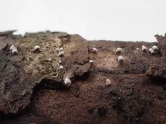 Calathella eruciformis thumbnail 2