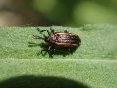 Microrhopala xerene thumbnail 3