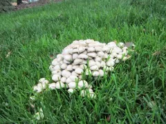 clustered brittlestem thumbnail 2
