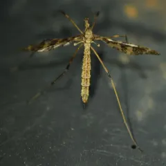 Band-winged Crane Fly thumbnail 3
