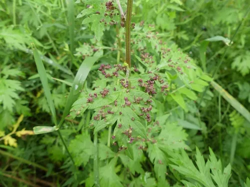 Aceria artemisiae