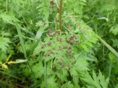 Aceria artemisiae thumbnail 1
