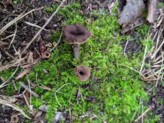 Craterellus caeruleofuscus thumbnail 3
