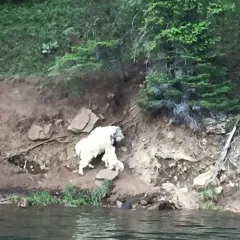 Mountain Goat thumbnail 2