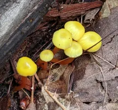 Hygrocybe parvula thumbnail 3