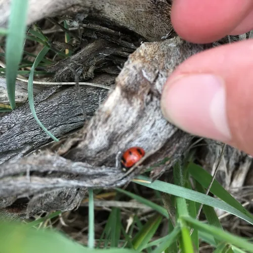 Transverse Lady Beetle