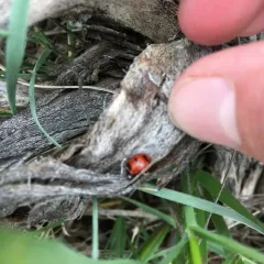 Transverse Lady Beetle thumbnail 1