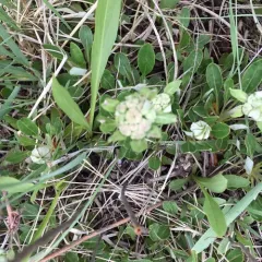 sulfur buckwheat thumbnail 2