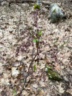 Shrub Yellowroot thumbnail 3