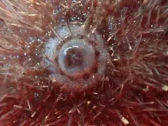 fragile sea urchin thumbnail 2