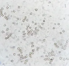Entoloma cuboideum thumbnail 1