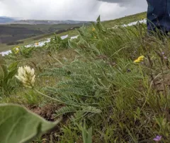 Hood River Milkvetch thumbnail 2