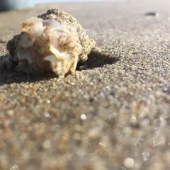 Pacific Sand Crab thumbnail 1