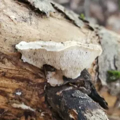 Donkia pulcherrima thumbnail 4