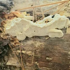 Irpiciporus mollis thumbnail 3