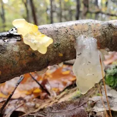 Crystal Brain Fungus thumbnail 5