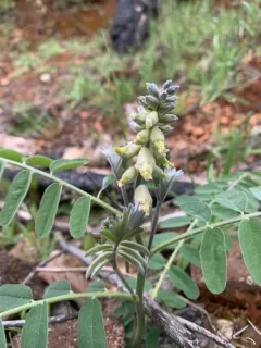 western necklace-pod thumbnail 1