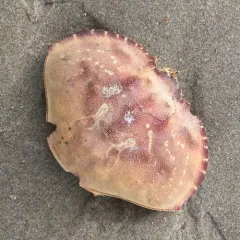 Dungeness Crab thumbnail 4