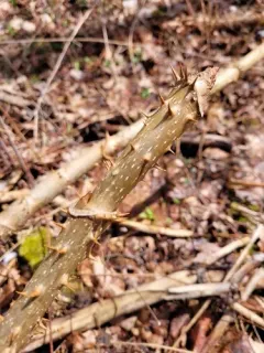 devil's walkingstick thumbnail 2
