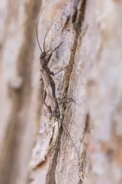 Northeastern Snowfly thumbnail 1