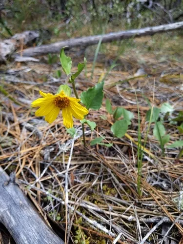 serpentine arnica