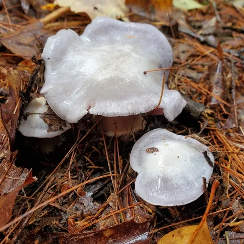 Silvery-violet Cort
