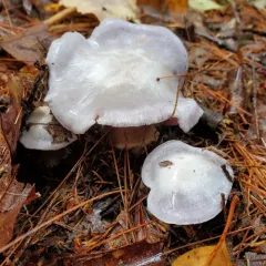 Silvery-violet Cort thumbnail 1